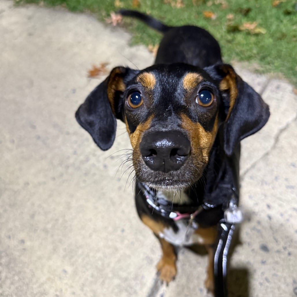 Photo of Trixie, adoptable Mixed Breed (Medium) in Fairfax Station, Virginia