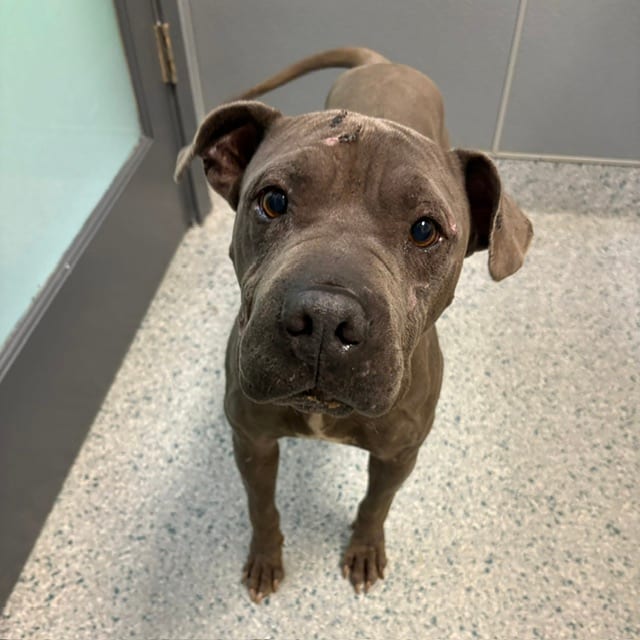 Photo of Torro, adoptable dog