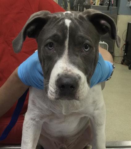 Photo of Rocky, adoptable Pit Bull Terrier in Riverside, California