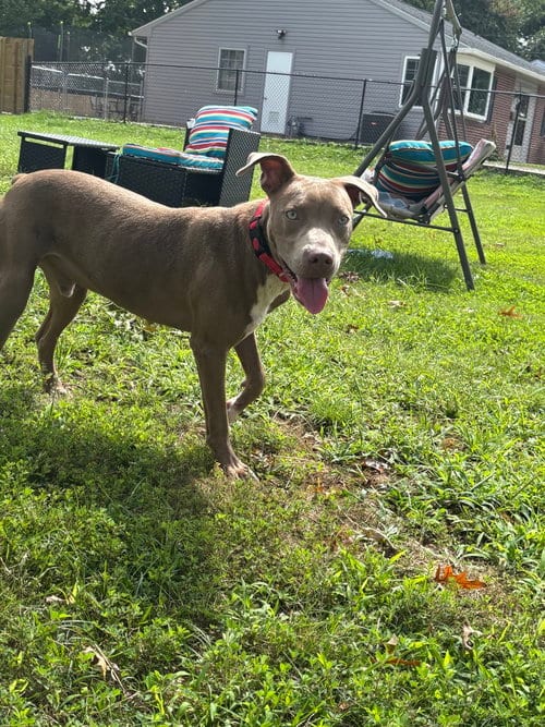Photo of Howdy, adoptable Pit Bull Terrier in Wenonah, New Jersey