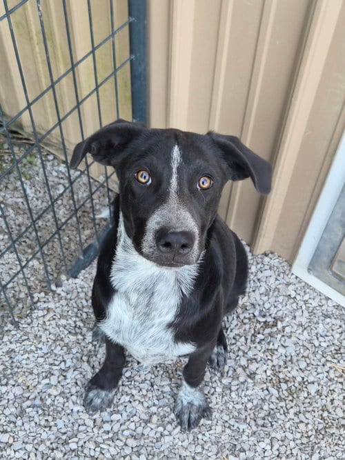 Photo of Resolve, adoptable Border Collie in Bolivar, Missouri
