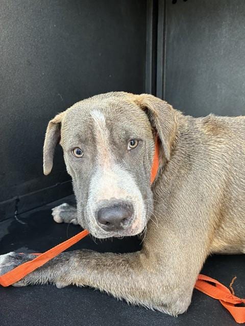 Photo of Senior Pit Bull Terrier, adoptable Pit Bull Terrier in San José, California