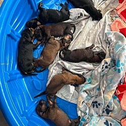 Photo of Peanuts Gang Litter #3, Sal (orange collar) - Located in CA, adoptable Belgian Malinois in Imlay City, Michigan