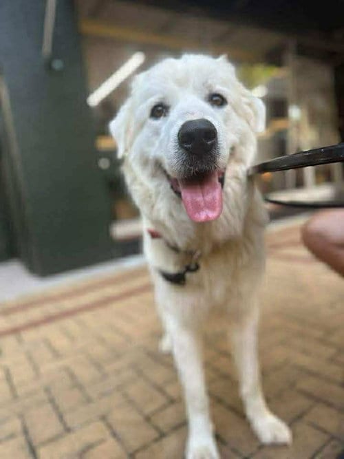 Photo of Athena the Prys, adoptable Great Pyrenees in Holly Springs, North Carolina