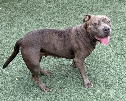 Photo of Velvet, adoptable Pit Bull Terrier in Salinas, California