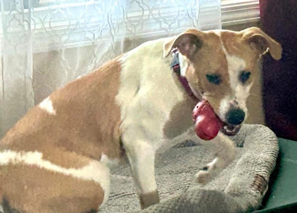 Photo of Ruby, adoptable Mixed Breed in Crossville, Tennessee
