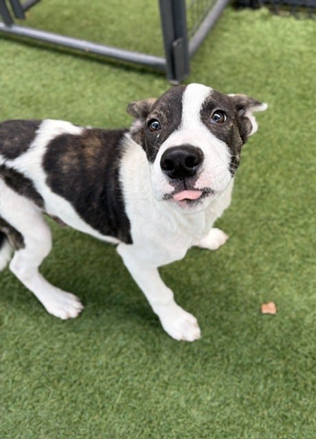 Photo of Arnold, adoptable Mixed Breed