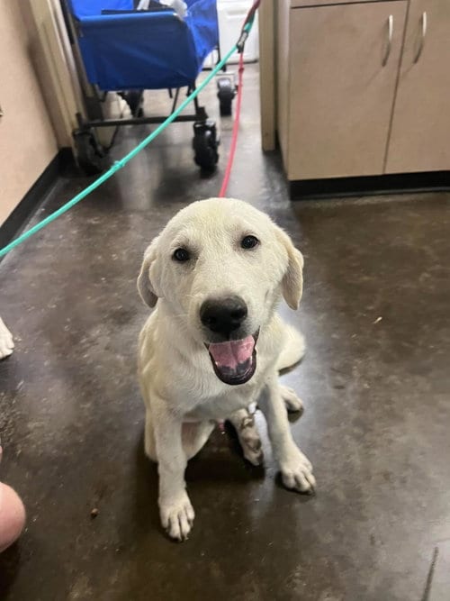 Photo of Found stray: Dylan, adoptable Great Pyrenees in Rockwall, Texas
