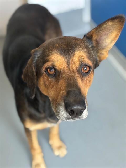 Photo of A256044, adoptable German Shepherd Dog in Visalia, California