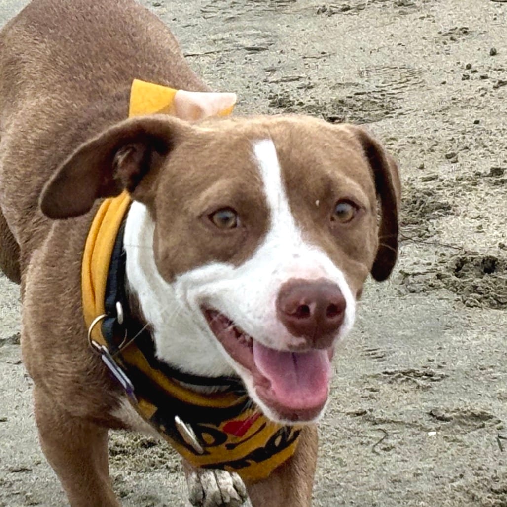 Photo of Humphrey, adoptable Mixed Breed (Medium) in San Francisco, California