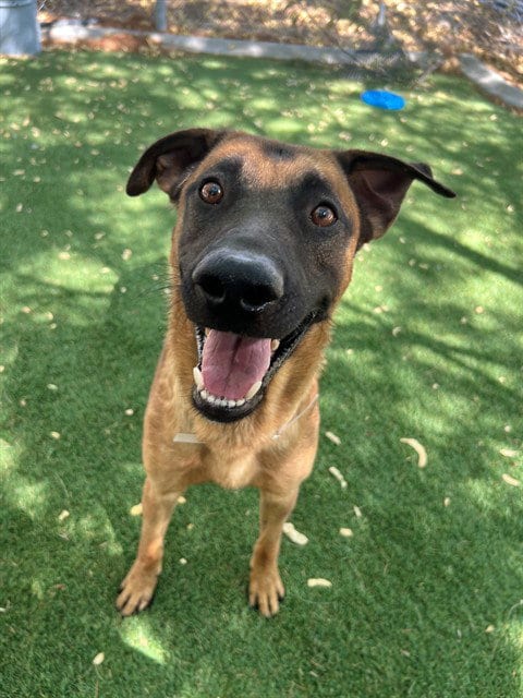Photo of Mickey, adoptable Anatolian Shepherd in Lancaster, California