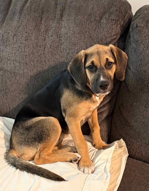 Photo of Sally, adoptable Golden Retriever in Tonawanda, New York