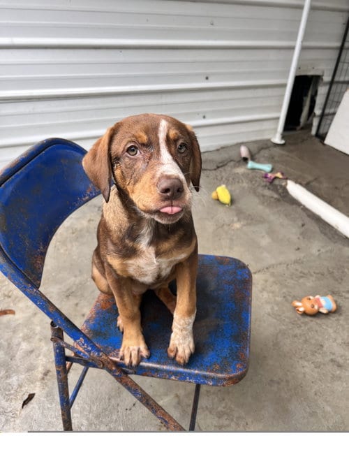 Photo of Roxy, adoptable Mountain Cur in Tracy City, Tennessee