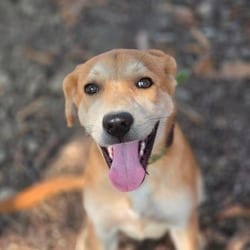Photo of Sahara JuM, adoptable Labrador Retriever Mixed Breed (Medium) in Everett, Washington