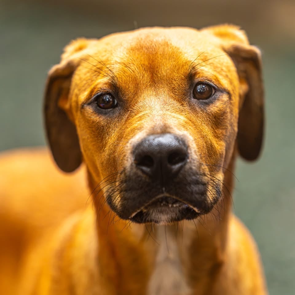 Photo of Airwolf, adoptable Mixed Breed (Medium) in Decatur, Georgia