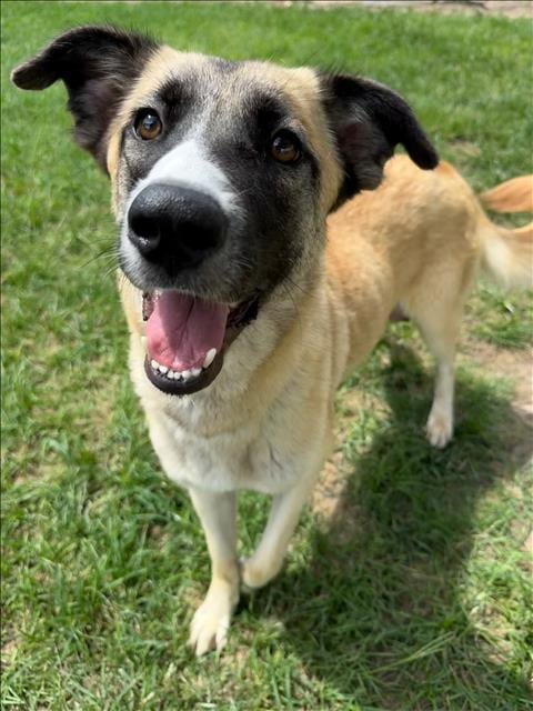 Photo of Cardi, adoptable Anatolian Shepherd in Conroe, Texas