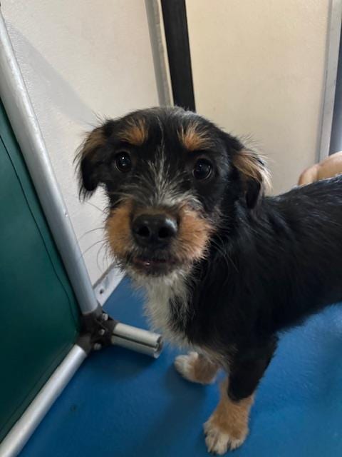 Photo of Senior Terrier, adoptable Terrier in Bakersfield, California