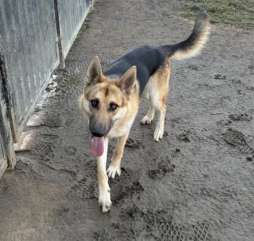 Photo of Brando, adoptable German Shepherd Dog in Riverside, California