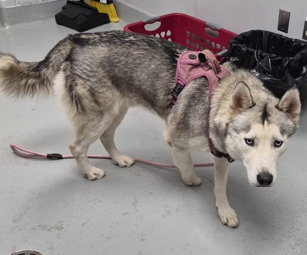 Photo of Ic 15 Forest, adoptable Siberian Husky cross in Lawrenceville, Georgia