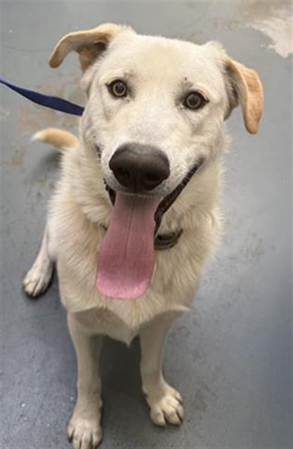 Photo of Jordi, adoptable Labrador Retriever in Big Bear City, California