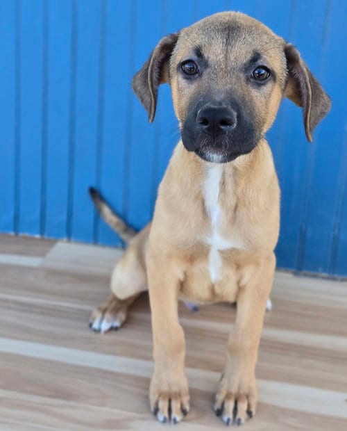 Photo of Faud, adoptable German Shepherd Dog in Sedalia, Colorado