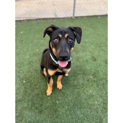Photo of Praline, adoptable German Shepherd Dog in Texas City, Texas