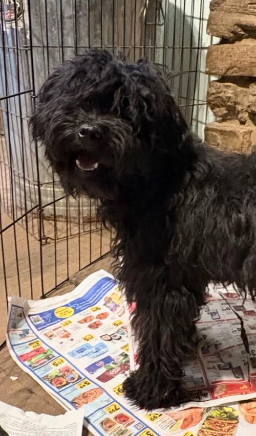 Photo of Curly, adoptable Poodle (unknown type) in Cherry Valley, California
