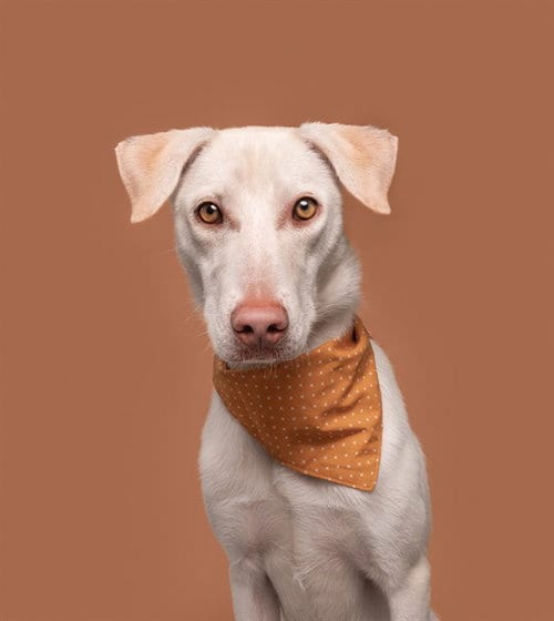 Photo of Iceman, adoptable Labrador Retriever in St. Louis, Missouri