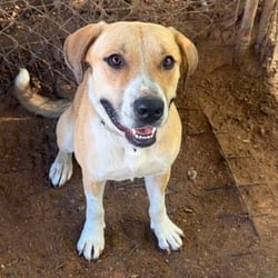 Photo of Danny, adoptable American Pit Bull Terrier Mixed Breed (Large) in Stephenville, Texas