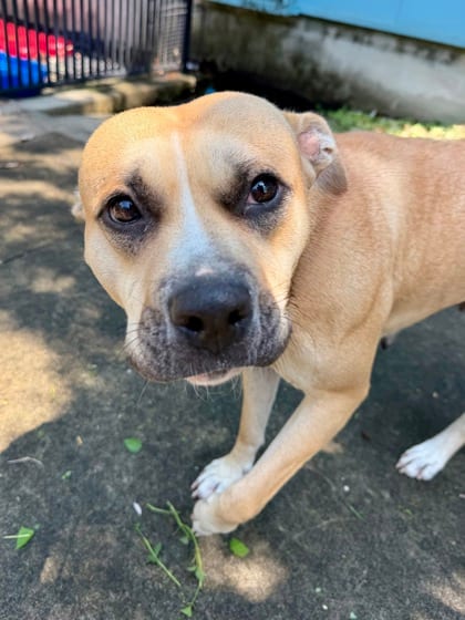 Photo of Peach, adoptable Terrier in New Orleans, Louisiana