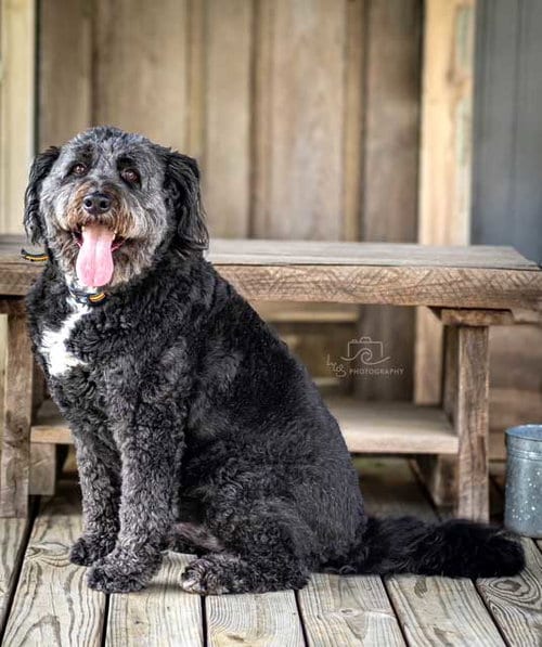 Photo of Knox, adoptable Australian Shepherd in Sussex, New Jersey