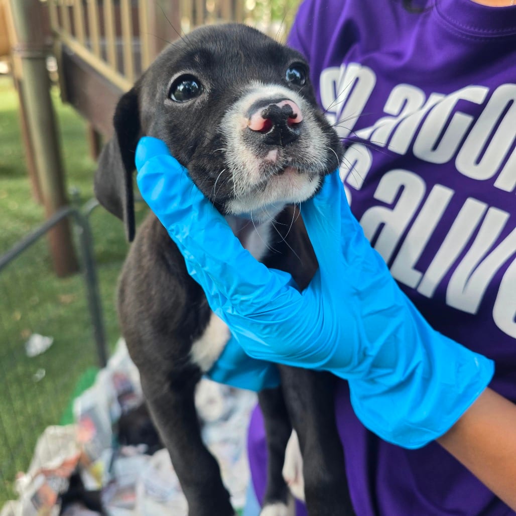 Photo of Mayla, adoptable Terrier / Mix in San Antonio, Texas