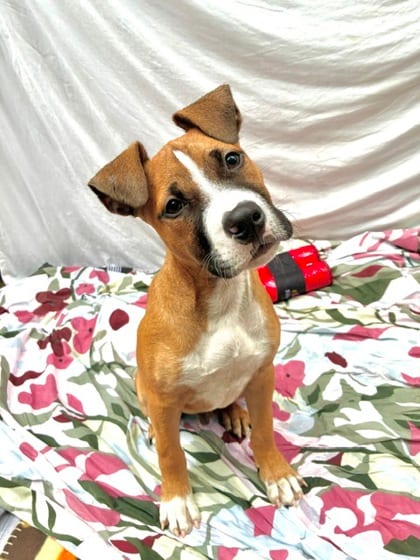 Photo of Fluffernutter, adoptable Boxer mix in Brooklyn, New York