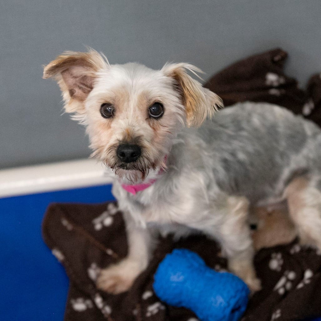 Photo of Wilma (S26-17), adoptable Terrier, Yorkshire, Yorkie in Colorado Springs, Colorado