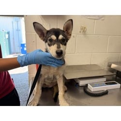 Photo of Foxy, adoptable Husky German Shepherd Dog in San Bernardino, California