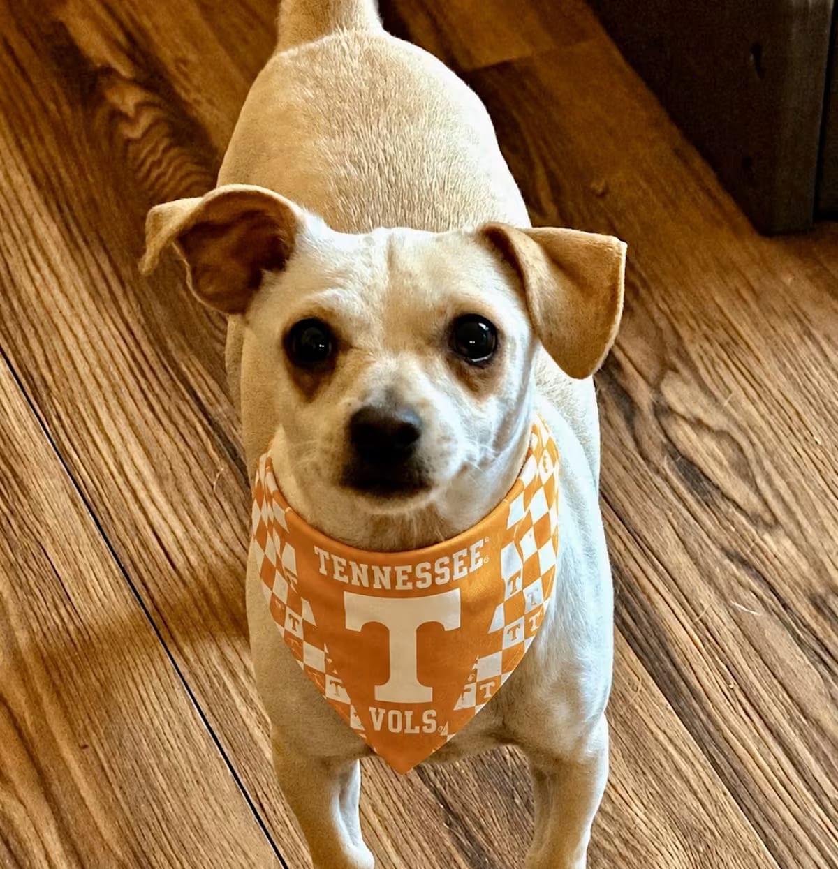 Photo of Dizzy, adoptable Chihuahua/Chiweenie in Ooltewah, Tennessee