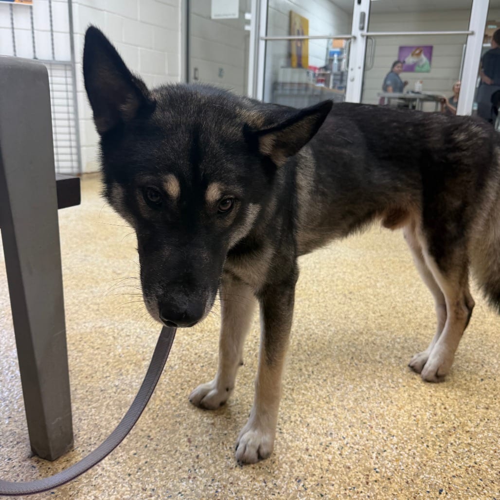 Photo of Rocky, adoptable Husky in Houston, Texas