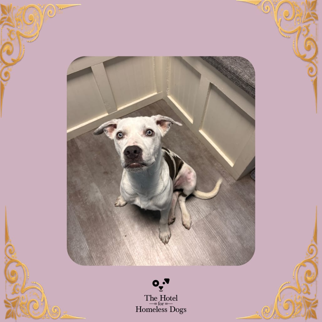 Photo of Ella, adoptable Terrier / Retriever, Labrador in Cumberland, Rhode Island