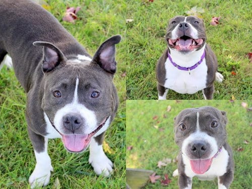 Photo of Queenie, adoptable American Bulldog in Fort Wayne, Indiana