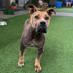 Photo of Iris 1138, adoptable Mixed Breed (Medium) in Loxahatchee, Florida