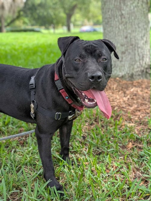 Photo of Percy, adoptable Pit Bull Terrier in Pompano Beach, Florida