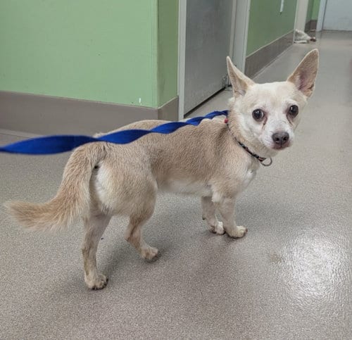 Photo of Boo, adoptable Chihuahua in La Porte, Indiana