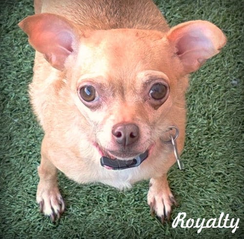 Photo of Royalty, adoptable Chihuahua in Chino Hills, California