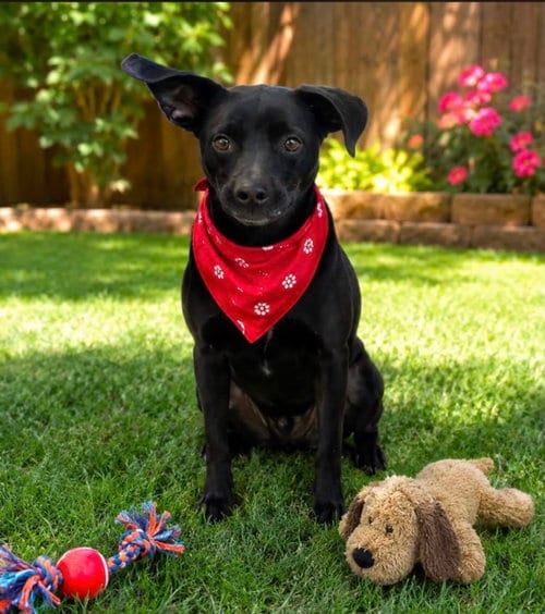 Photo of Cooper, adoptable Chihuahua in Euless, Texas
