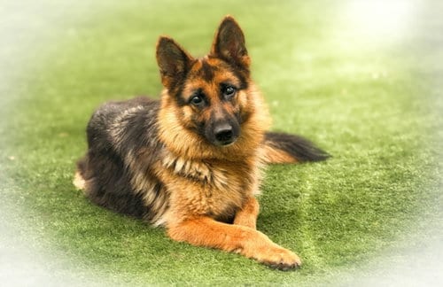 Photo of Minnow, adoptable German Shepherd Dog in San Pedro, California