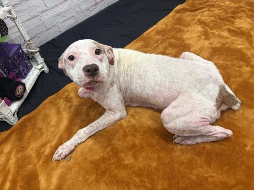 Photo of Chicken Butt, adoptable Pit Bull Terrier in Detroit, Michigan