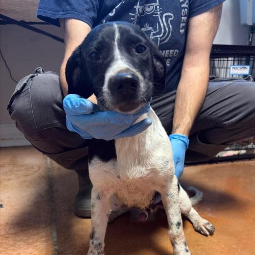 Photo of Drax, adoptable Terrier in Bolivar, Missouri