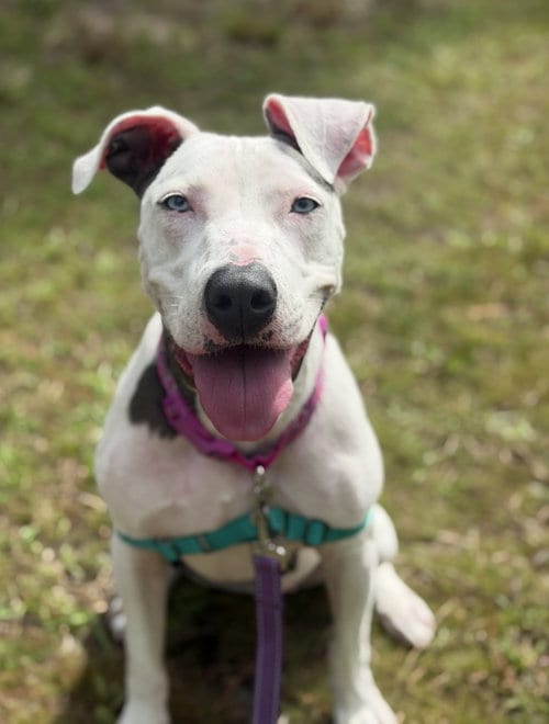 Photo of Pancake, adoptable Catahoula Leopard Dog in Saint Augustine, Florida
