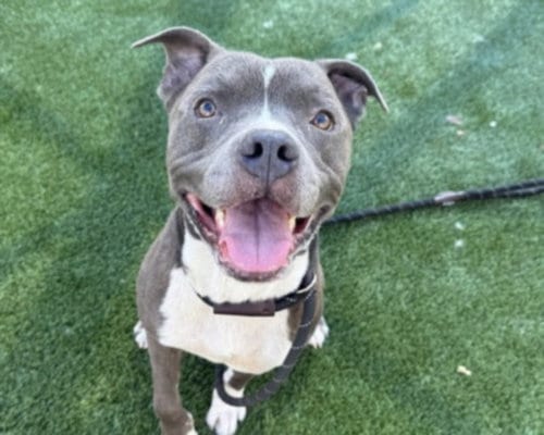 Photo of Sebastian, adoptable Pit Bull Terrier in Los Angeles, California