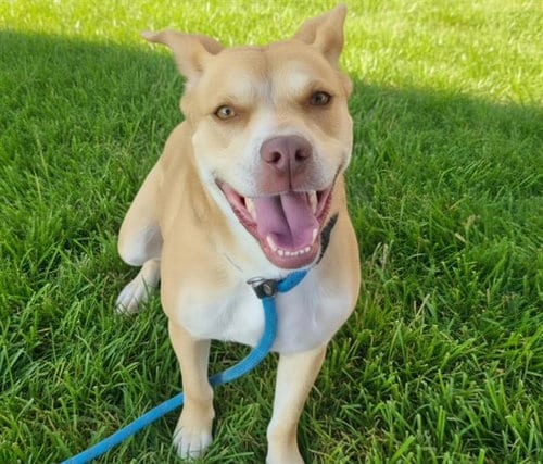Photo of Pua (Pooh Uh), adoptable Labrador Retriever in Albuquerque, New Mexico
